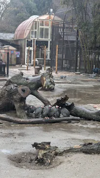 ANIMAL WONDER REZOURT 市原ぞうの国・サユリワールドに投稿された画像（2026/3/3）