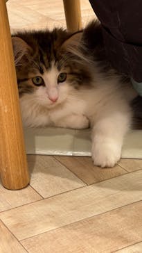 猫カフェモカ　イオンモール羽生店に投稿された画像（2026/3/3）