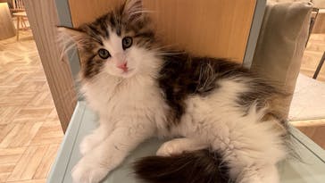 猫カフェモカ　イオンモール羽生店に投稿された画像（2026/3/3）