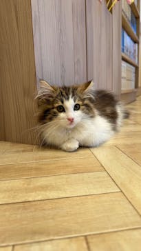 猫カフェモカ　イオンモール羽生店に投稿された画像（2026/3/3）