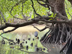 ひかりオーシャンズに投稿された画像（2026/3/3）