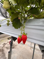 ちりあファームに投稿された画像（2026/3/3）