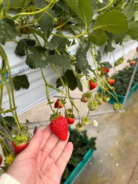 ちりあファームに投稿された画像（2026/3/3）