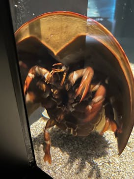 環境水族館アクアマリンふくしまに投稿された画像（2026/3/3）