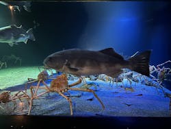 環境水族館アクアマリンふくしまに投稿された画像（2026/3/3）