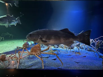 環境水族館アクアマリンふくしまに投稿された画像（2026/3/3）