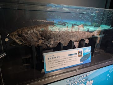 サンシャイン水族館に投稿された画像（2026/3/3）