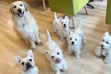 いぬカフェRio 新宿店に投稿された画像（2026/3/3）