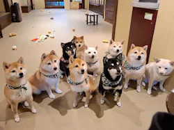 いぬカフェRio 新宿店に投稿された画像（2026/3/3）