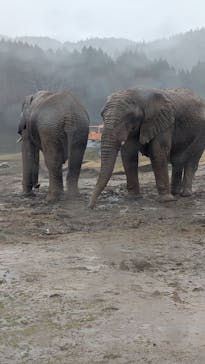 秋吉台自然動物公園 サファリランドに投稿された画像（2026/3/3）