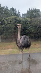 秋吉台自然動物公園 サファリランドに投稿された画像（2026/3/3）