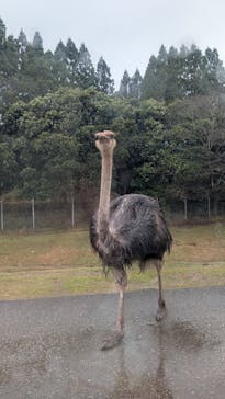 秋吉台自然動物公園 サファリランドに投稿された画像（2026/3/3）