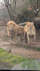 秋吉台自然動物公園 サファリランドに投稿された画像（2026/3/3）