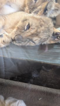 秋吉台自然動物公園 サファリランドに投稿された画像（2026/3/3）