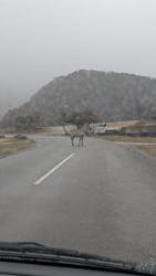 秋吉台自然動物公園 サファリランドに投稿された画像（2026/3/3）