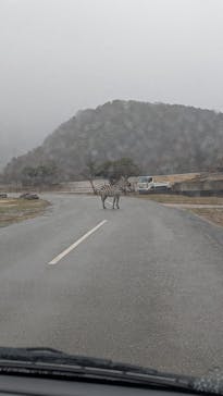 秋吉台自然動物公園 サファリランドに投稿された画像（2026/3/3）