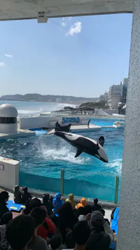 鴨川シーワールドに投稿された画像（2026/3/3）