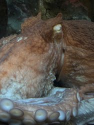 サンシャイン水族館に投稿された画像（2026/3/3）