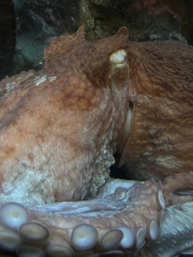 サンシャイン水族館に投稿された画像（2026/3/3）