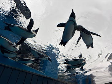 サンシャイン水族館に投稿された画像（2026/3/3）