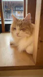 Cat Café MOFF SHIMINT HIROSHIMA店に投稿された画像（2026/3/4）