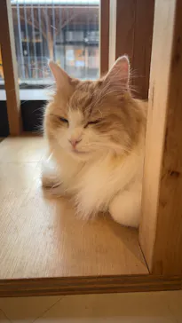 Cat Café MOFF SHIMINT HIROSHIMA店に投稿された画像（2026/3/3）