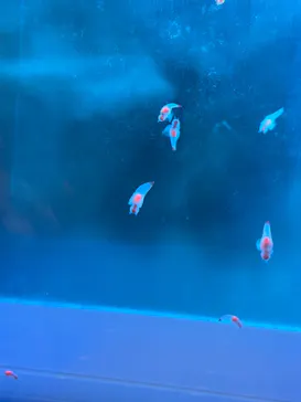 アクアワールド茨城県大洗水族館に投稿された画像（2026/3/4）