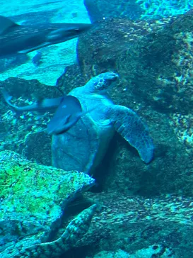 アクアワールド茨城県大洗水族館に投稿された画像（2026/3/4）