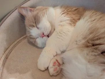 猫カフェモカ　池袋東口店に投稿された画像（2026/3/4）