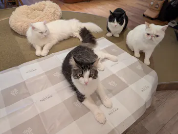 猫カフェモカ　池袋東口店に投稿された画像（2026/3/4）
