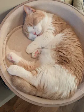 猫カフェモカ　池袋東口店に投稿された画像（2026/3/4）