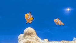 のとじま水族館に投稿された画像（2026/3/4）