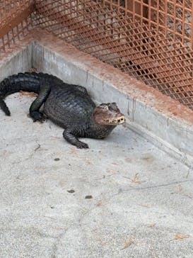 熱川バナナワニ園に投稿された画像（2026/3/4）