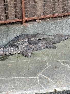 熱川バナナワニ園に投稿された画像（2026/3/4）