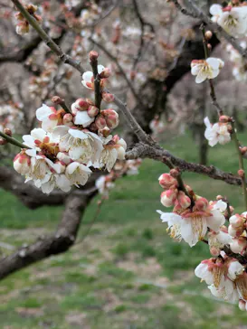 偕楽園本園に投稿された画像（2026/3/4）
