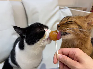 猫カフェモカ　イオンモール幕張新都心店に投稿された画像（2026/3/4）