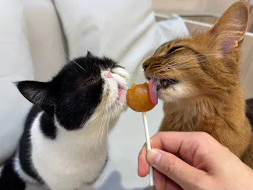 猫カフェモカ　イオンモール幕張新都心店に投稿された画像（2026/3/4）