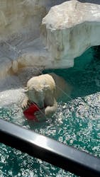 恩賜上野動物園に投稿された画像（2026/3/4）