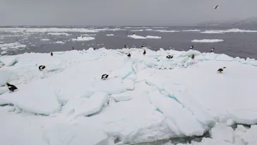 知床ネイチャークルーズに投稿された画像（2026/3/4）