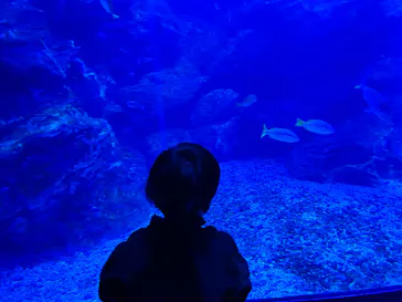 京都鉄道博物館×京都水族館に投稿された画像（2026/3/4）