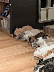 猫カフェモカ　池袋東口店に投稿された画像（2026/3/4）