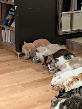 猫カフェモカ　池袋東口店に投稿された画像（2026/3/4）