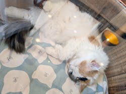 猫カフェモカ　池袋東口店に投稿された画像（2026/3/4）