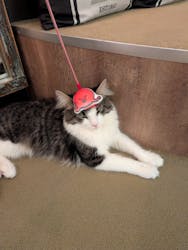 猫カフェモカ　池袋東口店に投稿された画像（2026/3/4）