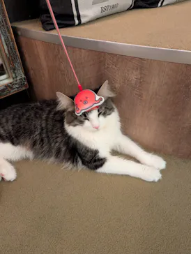 猫カフェモカ　池袋東口店に投稿された画像（2026/3/4）