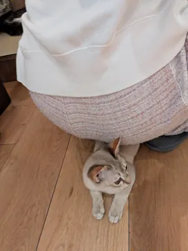 猫カフェモカ　池袋東口店に投稿された画像（2026/3/4）