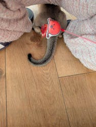 猫カフェモカ　池袋東口店に投稿された画像（2026/3/4）