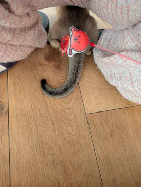 猫カフェモカ　池袋東口店に投稿された画像（2026/3/4）