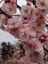 偕楽園本園に投稿された画像（2026/3/4）