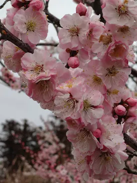 偕楽園本園に投稿された画像（2026/3/4）